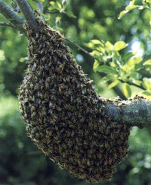 Destruction de nids de gupes Maine-et-Loire - Gupes et frelons Angers