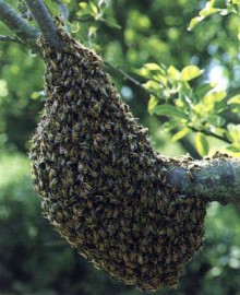 Destruction de nids de gupes Maine-et-Loire - Gupes et frelons Angers